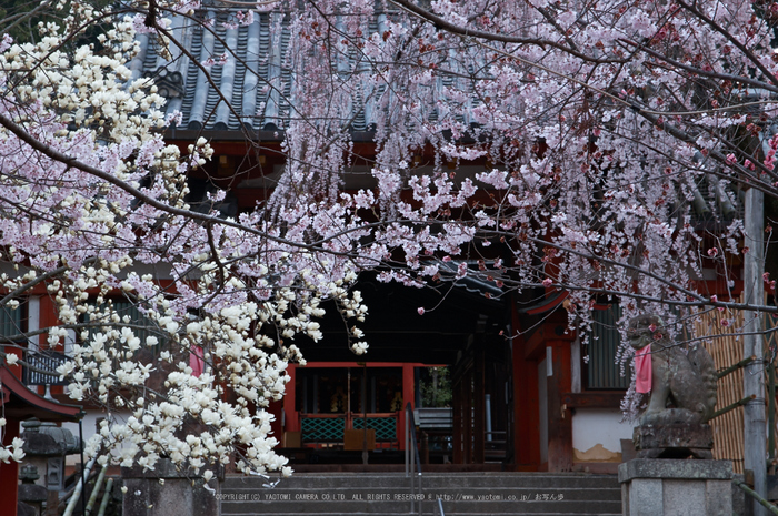 氷室神社,桜(PK3_7968,F10,70mm)2014yaotomi_.jpg