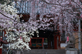 氷室神社,桜(PK3_7968,F10,70mm,FULL)2014yaotomi_.jpg