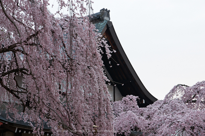氷室神社,桜(PK3_7978,F8,70mm)2014yaotomi_.jpg
