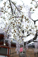 氷室神社,桜(PK3_7992,F2.2,30mm,FULL)2014yaotomi_.jpg