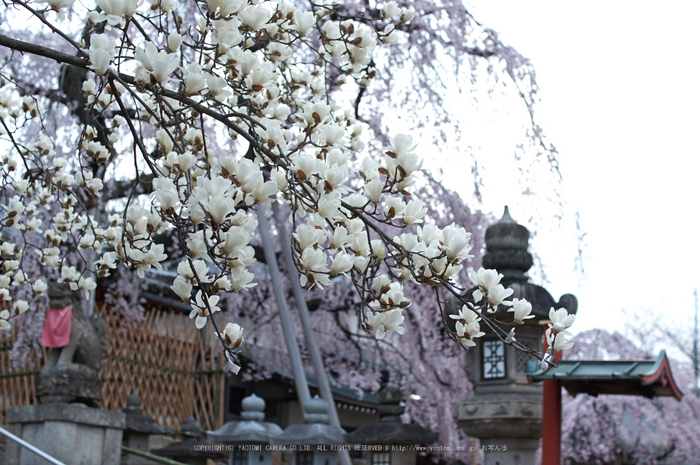 氷室神社,桜(PK3_7995,F2.2,30mm)2014yaotomi_.jpg