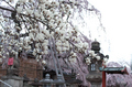 氷室神社,桜(PK3_7995,F2.2,30mm,FULL)2014yaotomi_.jpg