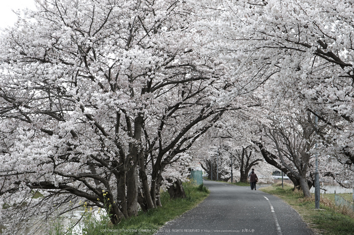 箸尾,桜(PK3_8683,F8,70mm)2014yaotomi_.jpg