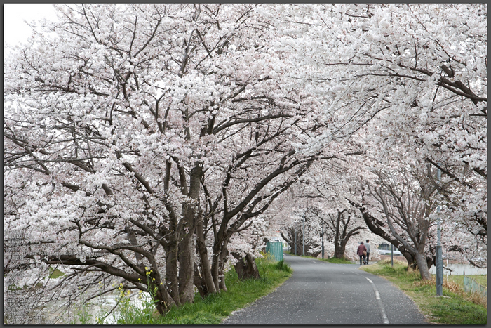 箸尾・桜(PK3_8684,F7.1,70mm)2014yaotomi_Top.jpg