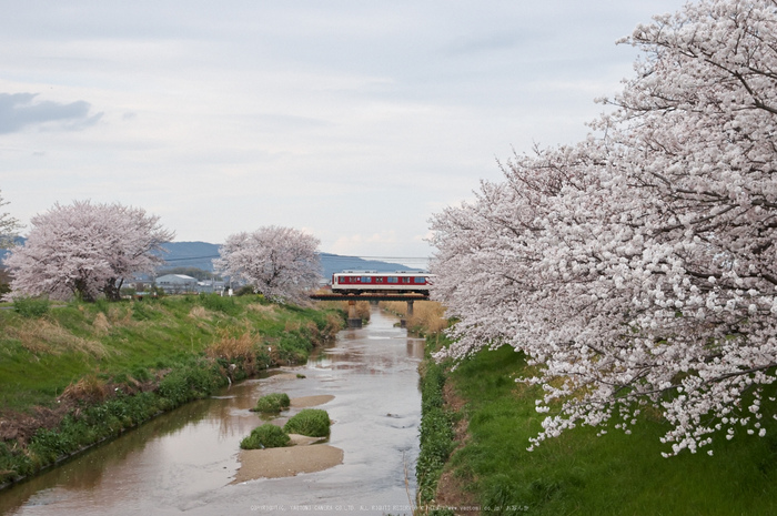 箸尾・桜(PK3_8719,F7.1,40mm)2014yaotomi_.jpg