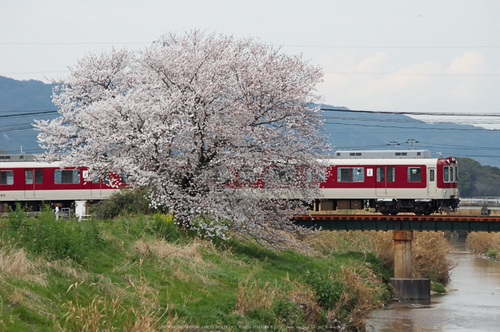 箸尾・桜(PK3_8741,F7.1,170mm)2014yaotomi_.jpg