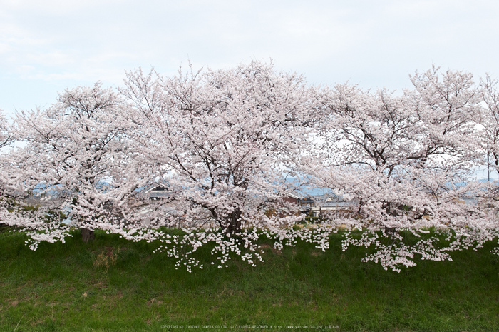 箸尾・桜(PK3_8755,F4,30mm)2014yaotomi_.jpg