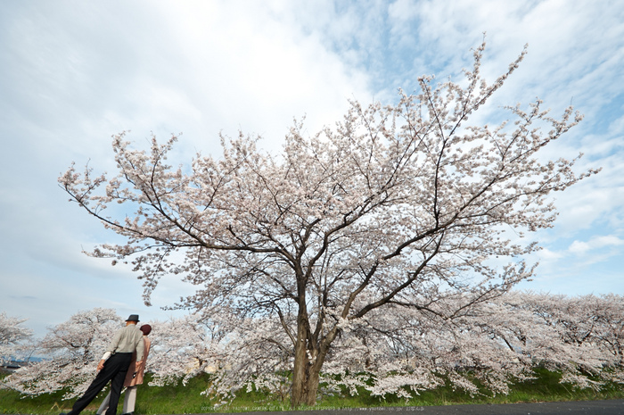 箸尾・桜(PK3_8768,F9,--mm)2014yaotomi_.jpg