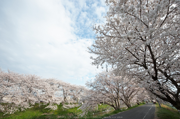 箸尾・桜(PK3_8772,F9,--mm)2014yaotomi_.jpg