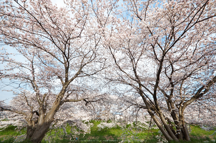 箸尾・桜(PK3_8779,F9,--mm)2014yaotomi_.jpg