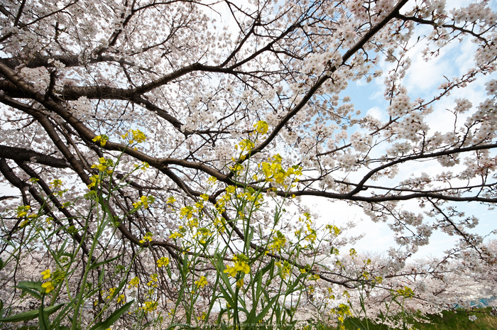 箸尾・桜(PK3_8791,F8,--mm)2014yaotomi_.jpg
