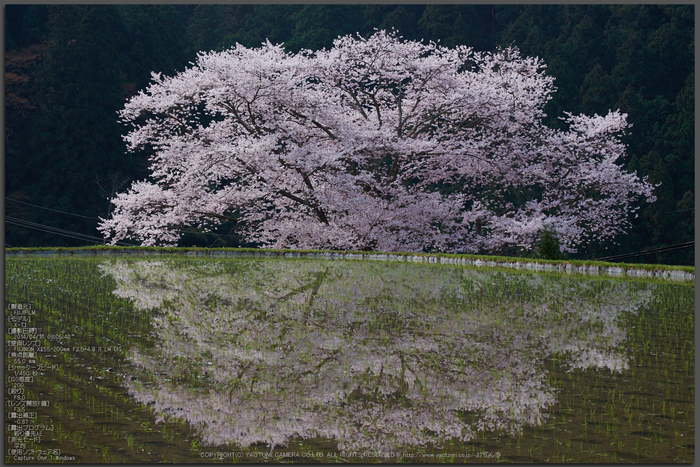 諸木野・桜(DSCF0676,F8,55mm)2014yaotomi_Top.jpg