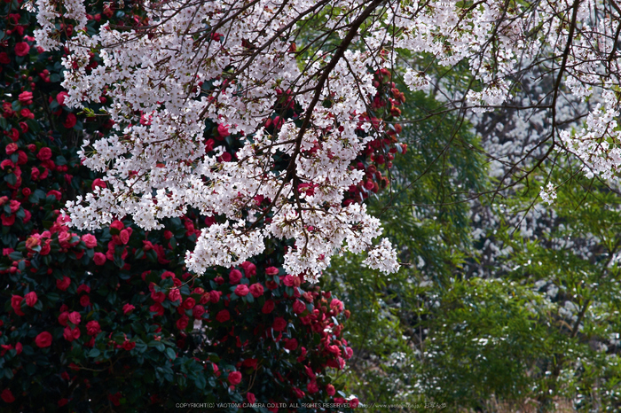 諸木野・桜(DSCF0714,F14,200mm)2014yaotomi_.jpg