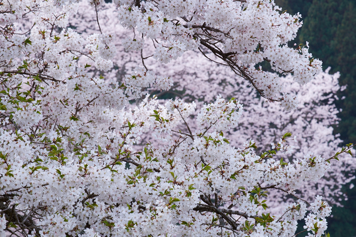 諸木野・桜(DSCF0723,F14,164mm)2014yaotomi_.jpg