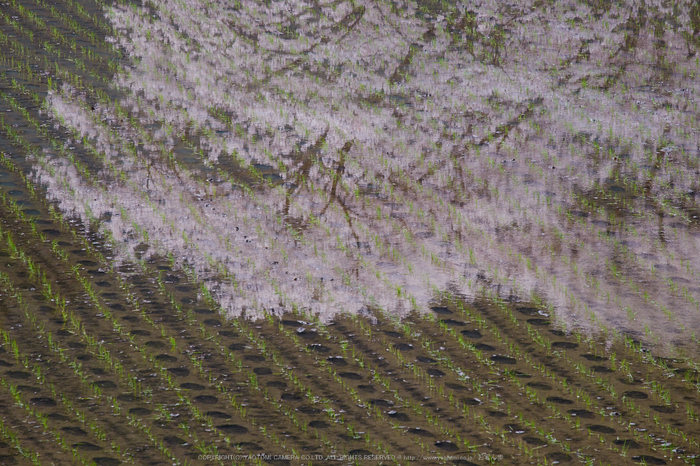 諸木野・桜(DSCF0731,F10,200mm)2014yaotomi_.jpg