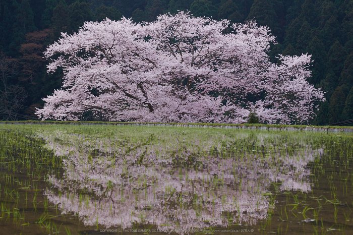 諸木野・桜(DSCF0735,F10,55mm)2014yaotomi_.jpg