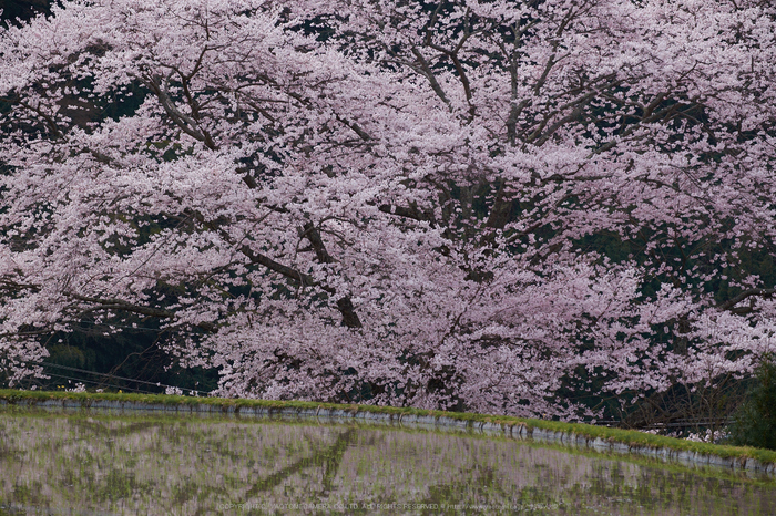 諸木野・桜(DSCF0746,F7.1,121.8mm)2014yaotomi_.jpg