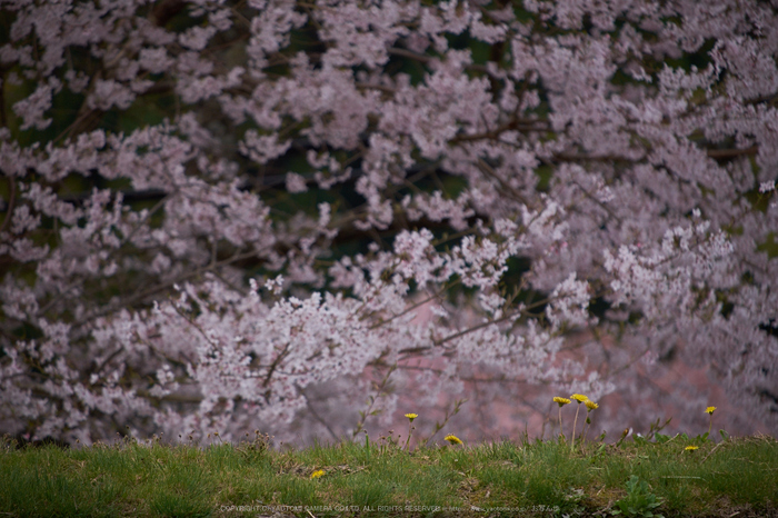 諸木野・桜(DSCF0761,F4.8,200mm)2014yaotomi_.jpg