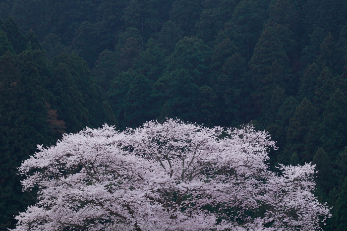 諸木野・桜(DSCF1009,F10,74.1mm)2014yaotomi_.jpg