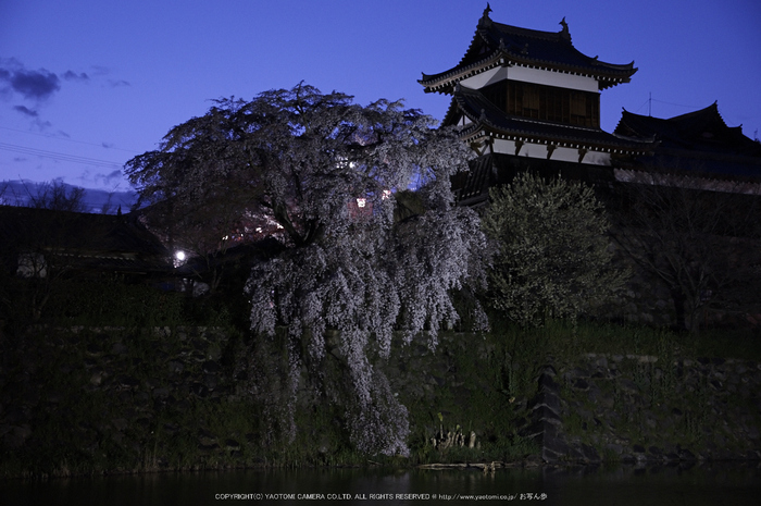 郡山城跡,桜(PK3_8886,F4,40mm)2014yaotomi_.jpg