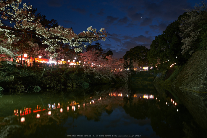 郡山城跡・桜(PK3_8898,F8,17mm)2014yaotomi_.jpg