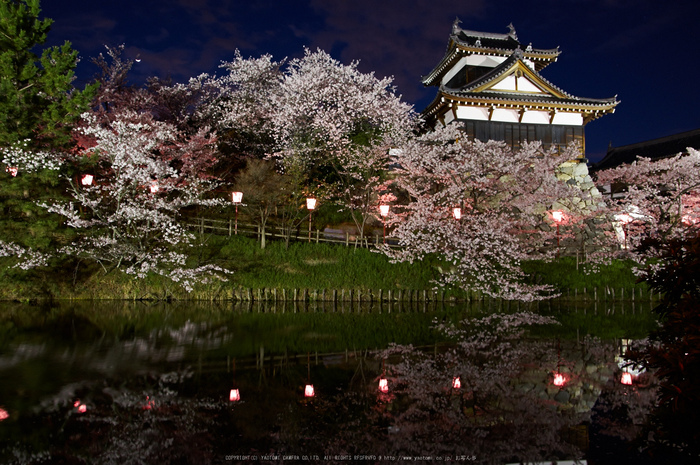 郡山城跡・桜(PK3_8911,F5.6,17mm)2014yaotomi_.jpg