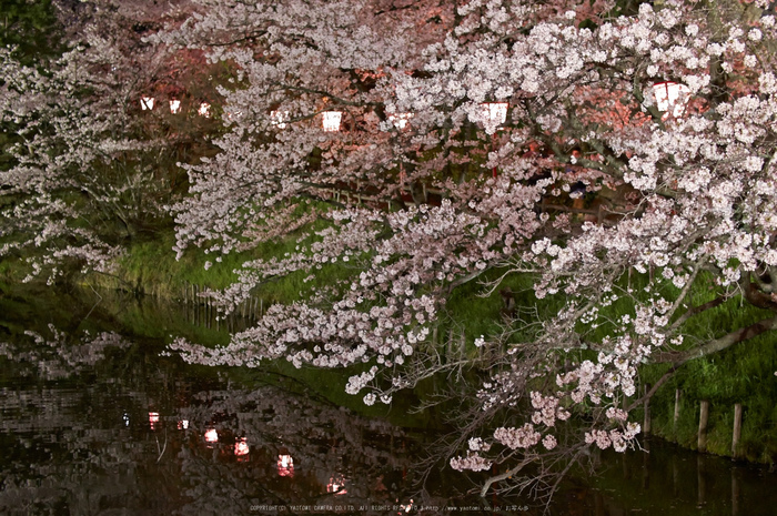 郡山城跡・桜(PK3_8919,F2,30mm)2014yaotomi_.jpg