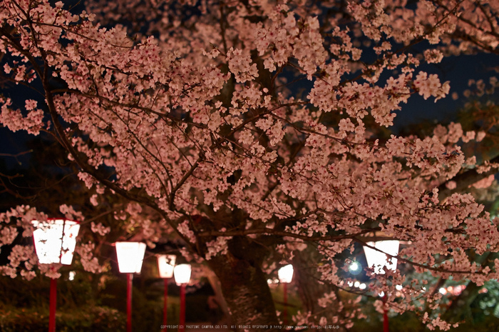 郡山城跡・桜(PK3_8934,F2,30mm)2014yaotomi_.jpg