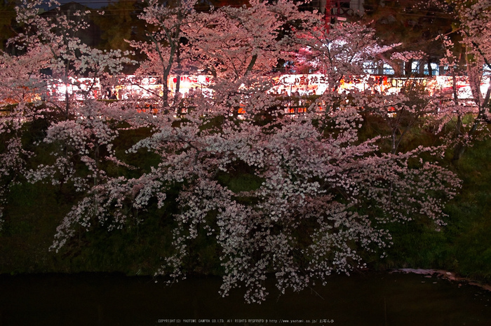 郡山城跡・桜(PK3_8937,F2,30mm)2014yaotomi_.jpg