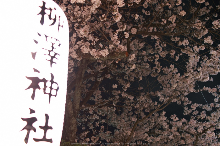 郡山城跡・桜(PK3_8954,F2,30mm)2014yaotomi_.jpg