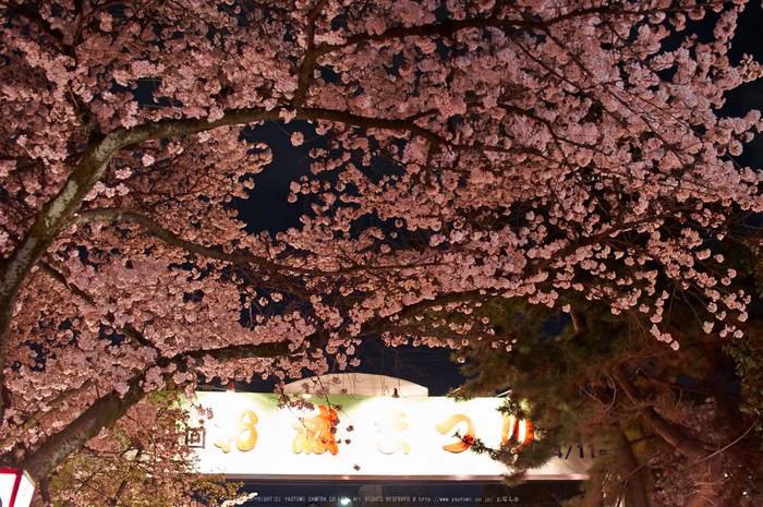 郡山城跡・桜(PK3_8957,F2,30mm)2014yaotomi_.jpg