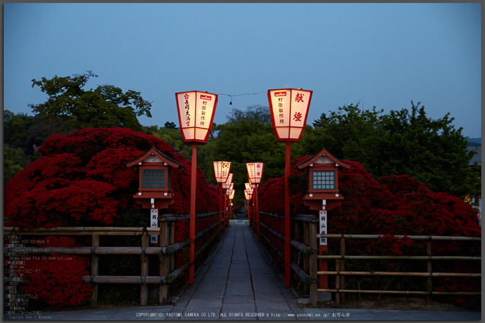 長岡天満宮,キリシマツツジ(IMG_7078,F2.8)2014yaotomi_Top.jpg