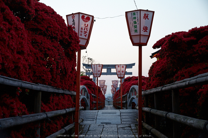 長岡天満宮,キリシマツツジ(IMG_7103,F4.5)2014yaotomi_.jpg