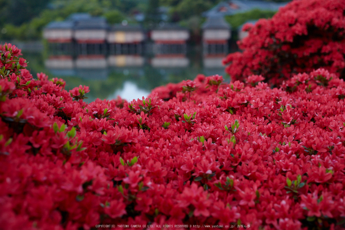 長岡天満宮,キリシマツツジ(IMG_7114,F3.2)2014yaotomi_.jpg