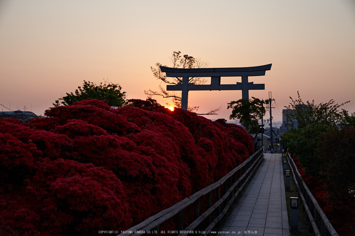 長岡天満宮,キリシマツツジ(IMG_7153,F6.3)2014yaotomi_.jpg