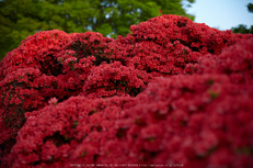 長岡天満宮,キリシマツツジ(IMG_7184,F1.8)2014yaotomi_.jpg