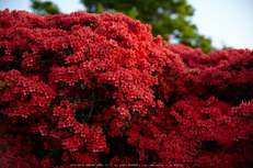 長岡天満宮,キリシマツツジ(IMG_7186,F1.8)2014yaotomi_.jpg