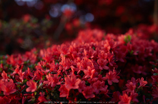 長岡天満宮,キリシマツツジ(IMG_7188,F1.8)2014yaotomi_.jpg