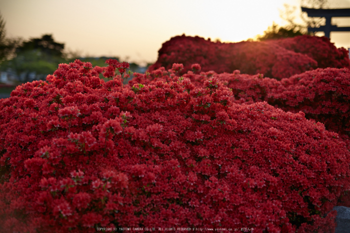 長岡天満宮,キリシマツツジ(IMG_7194,F1.8)2014yaotomi_.jpg