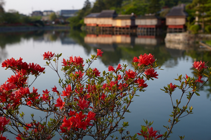 長岡天満宮,キリシマツツジ(IMG_7236,F5.6)2014yaotomi_.jpg