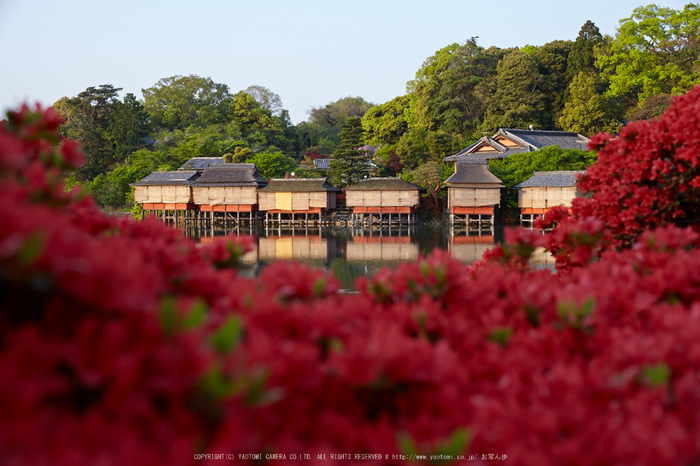 長岡天満宮,キリシマツツジ(IMG_7257,F6.3)2014yaotomi_.jpg