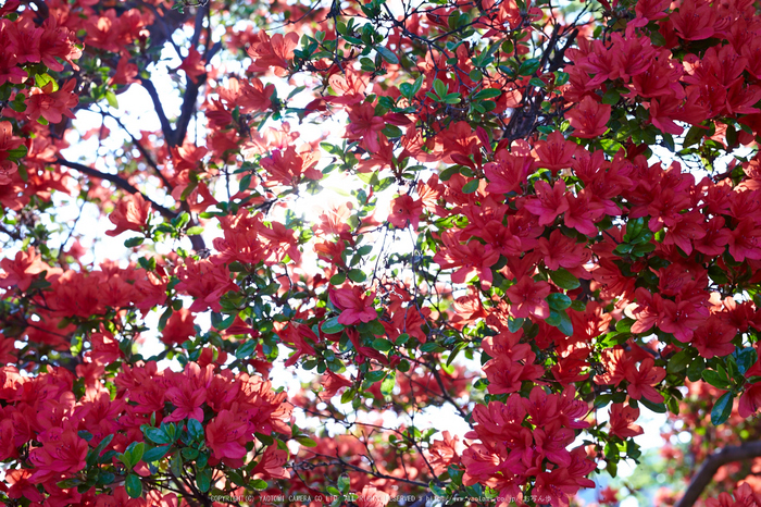 長岡天満宮,キリシマツツジ(IMG_7348,F7.1)2014yaotomi_.jpg