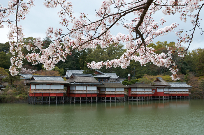 長岡天満宮,桜(PK3_9130,F6.3,28mm)2014yaotomi_.jpg