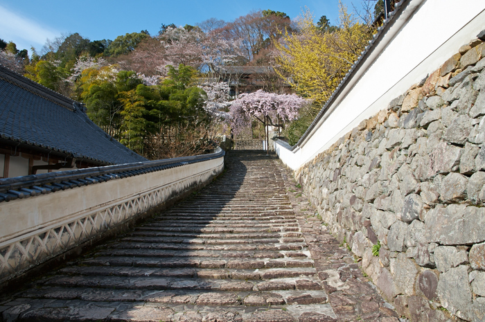 長谷寺,桜(PK3_8318,F8,17mm)2014yaotomi_.jpg