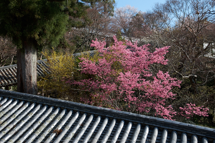 長谷寺,桜(PK3_8338,F8,34mm)2014yaotomi_.jpg