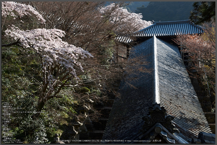 長谷寺,桜(PK3_8343,F9,45mm)2014yaotomi_Top.jpg
