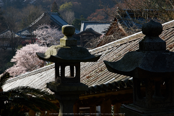 長谷寺,桜(PK3_8354,F9,70mm)2014yaotomi_.jpg