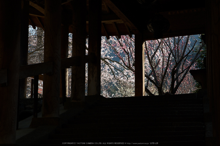 長谷寺,桜(PK3_8358,F8,70mm)2014yaotomi_.jpg