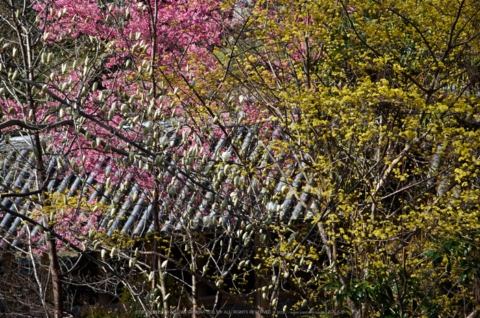 長谷寺,桜(PK3_8360,F4.5,70mm)2014yaotomi_.jpg