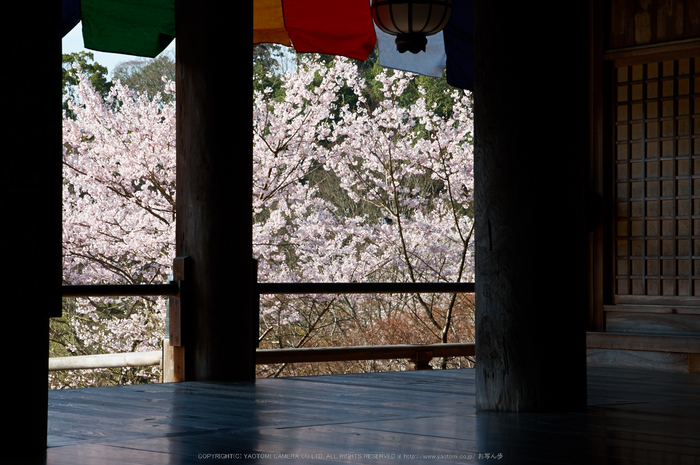 長谷寺,桜(PK3_8372,F9,58mm)2014yaotomi_.jpg